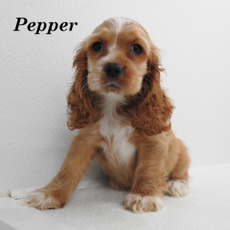 puppy, for, sale, Cocker Spaniel, Joe & Cherri  Overlease, dog, breeder, Miller, MO, dog-breeder, puppy-for-sale, forsale, nearby, find, puppyfind, locator, puppylocator, aca